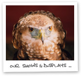 our falconry shows & displays ...