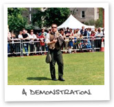 Phill - Falconry demonstration