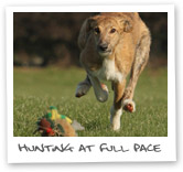 Lurcher hunting display