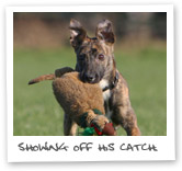 Lurcher hunting show