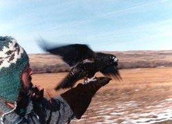 Hunting with a black Gyr Falcon in the USA