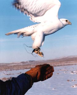 Hunting with a Gyr Falcon in the USA