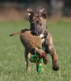 Lurcher Hunting Dog Display