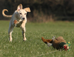 Lurcher hunting at speed