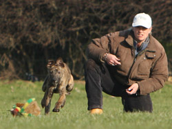 Tracy training a young lurcher in the art of hunting