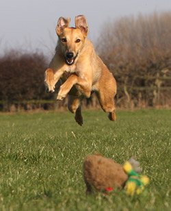 Lurcher Hunting Dog