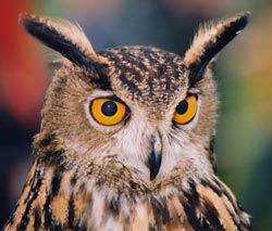 Eagle Owl handling and photographs