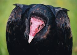 Bird of prey :  Vulture