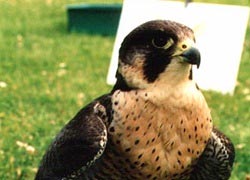 Peregrine Falcon