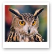 Bird of Prey : Eagle Owl