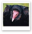 Bird of Prey: Vulture