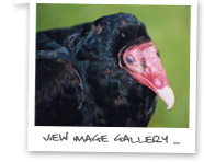 View Image Gallery... (Vulture)